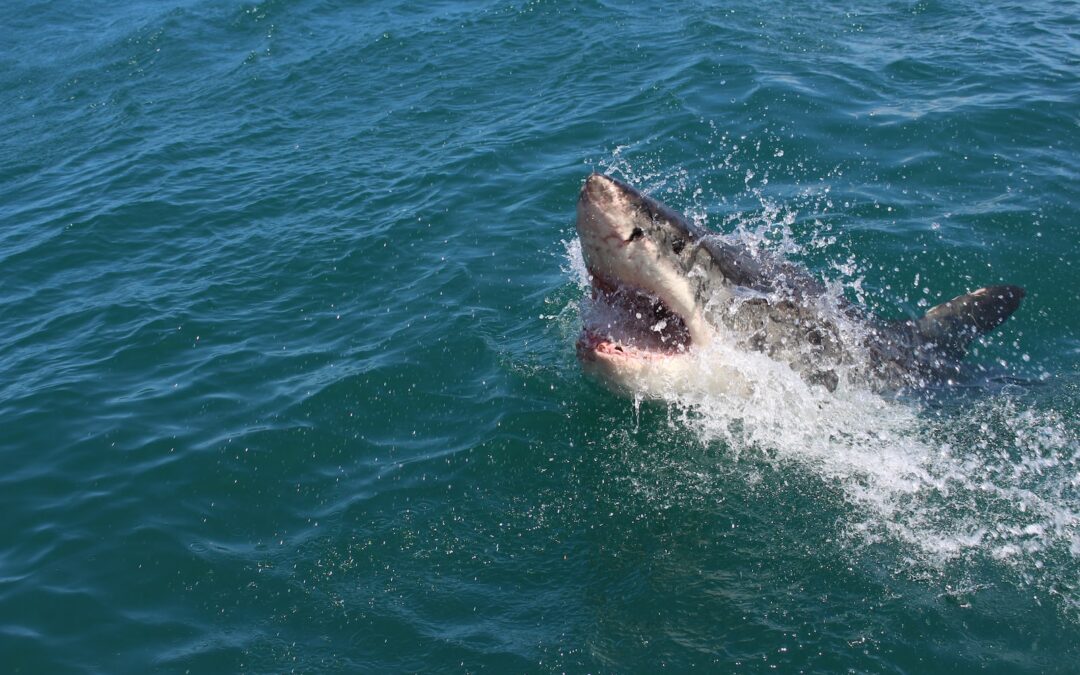Too Lethal Fishing Charters | Key West Shark Fishing