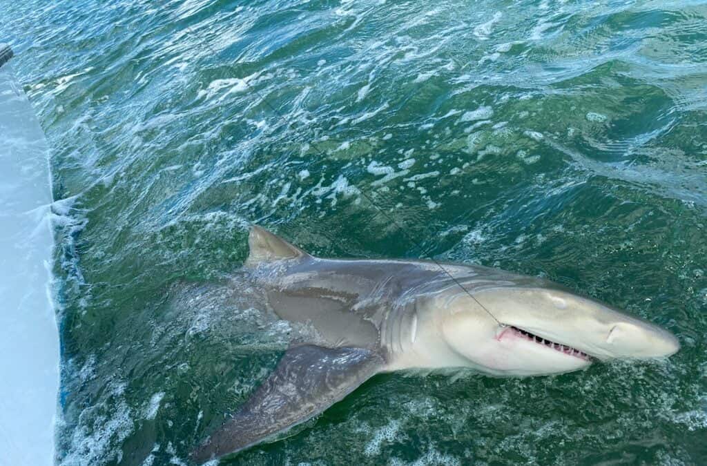Too Lethal Fishing Charters | Shark Fishing in Key West