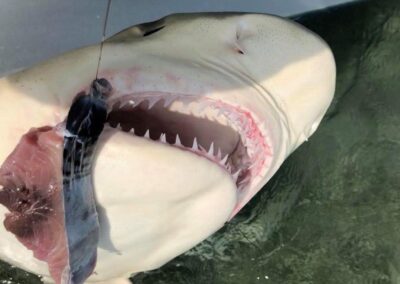 Too Lethal Fishing Charters | Shark Fishing Key West, FL