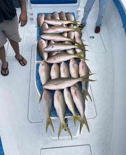 Big Yellowtail Snappers