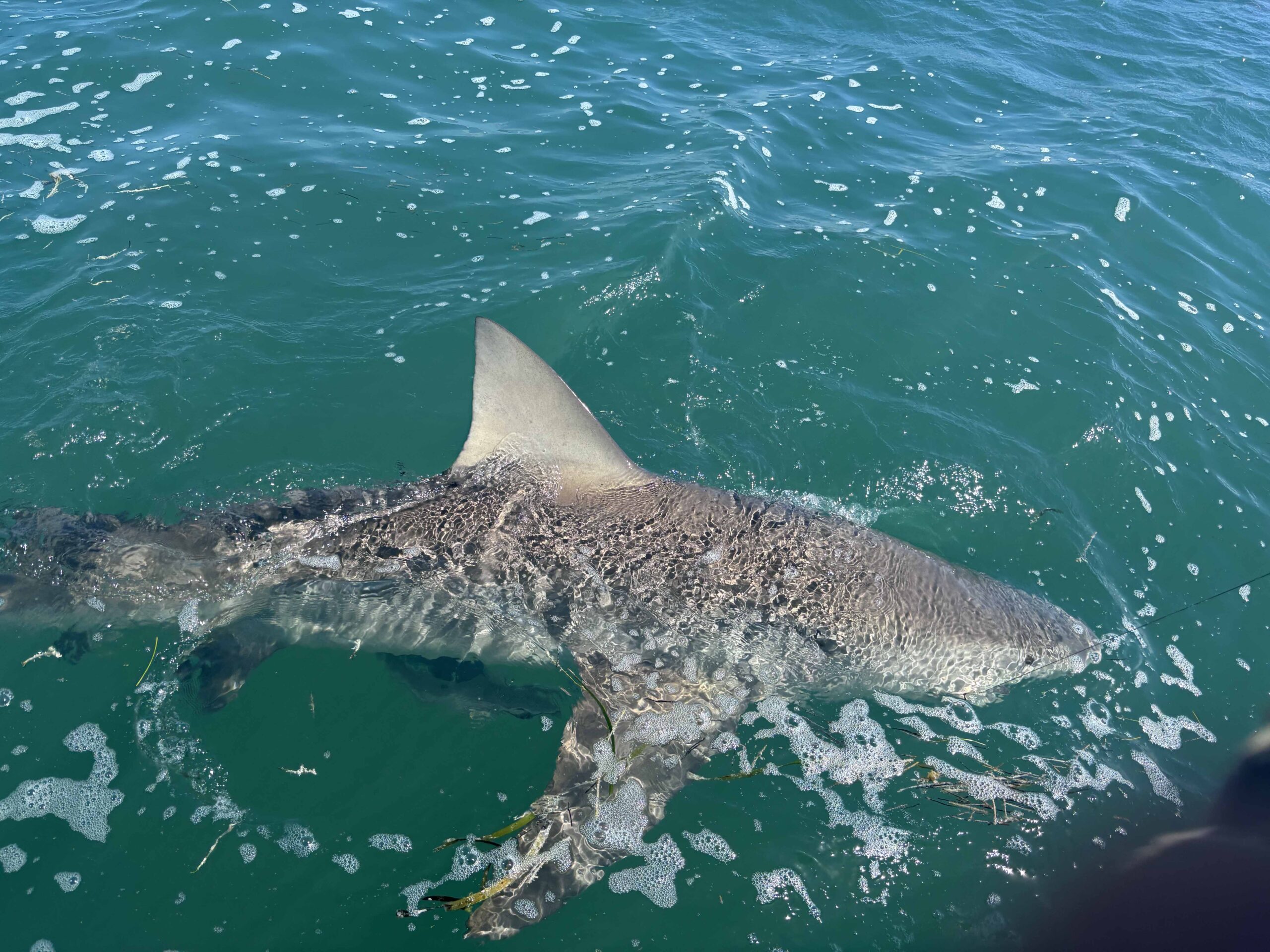 Too Lethal Fishing Charters | Key West Fishing Report-04-27-26